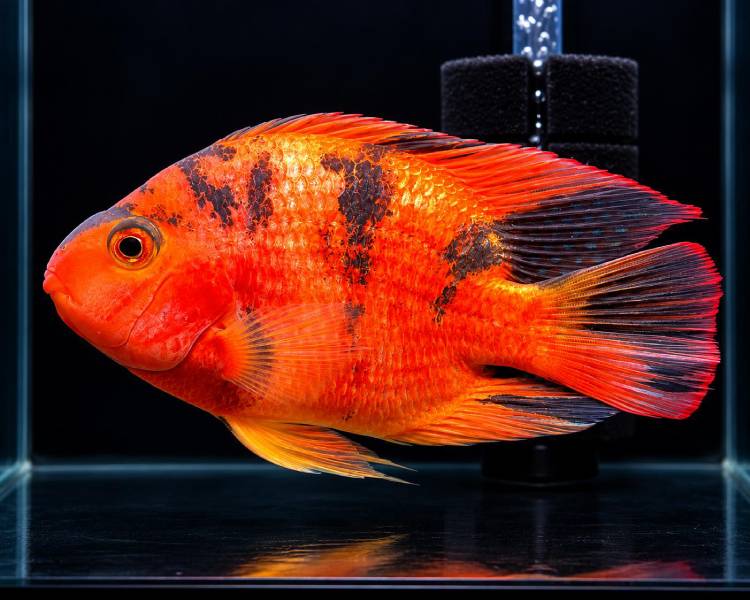 King Kong Red Tiger Parrot Cichlid ~ 12-15cm
